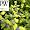 Sunshine Bleu Bluebeard Caryopteris