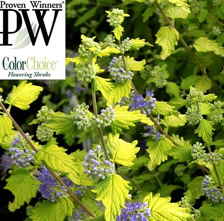 Sunshine Bleu Bluebeard Caryopteris