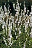 Organic Culver’s Root – 410 Seeds – Perennial