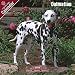 2009 Dalmatian Wall Calendar