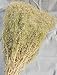 Dried Babys Breath - Dried Gypsophila