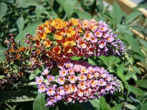 Bi-Color Butterfly Bush (Buddleia davidii) Live Herb Plant Bi-Color Butterfly Bush (Buddleia davidii) Live Herb Plant