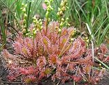 10 CARNIVOROUS SUNDEW PLANT Drosera Flower Seeds *Comb S/H
