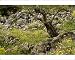 Photographic Prints of Flowery old olive groves in spring on the Mani Peninsula from Ardea Wildlife Pets