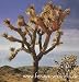 Joshua Tree / Palmlilie / Joshua Baum (Saatgut, Samen)