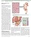 The Netter Collection of Medical Illustrations: The Endocrine System: Volume 2 (Netter Green Book Collection)