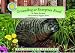 Books : Groundhog at Evergreen Road - a Smithsonian's Backyard Book
