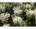 Photographic Prints of Lily of the Valley from Ros Drinkwater