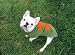 Handmade Wool Argyle Dog Puppy Sweater All Sizes