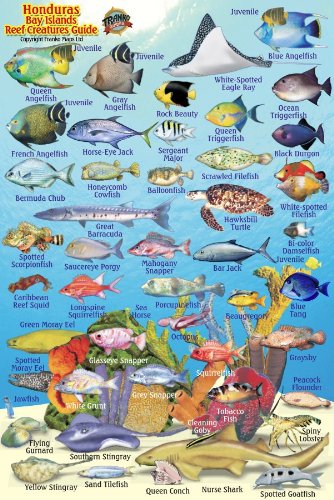 Honduras Bay Islands Reef Creatures Guide Franko Maps Laminated Fish Card 4" x 6" cover