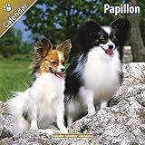 Kalender 2011 Papillon oder Phalène - Zwergspaniel