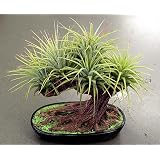 Bonsai Tree Airplant - Tillandsia - For Office/Dorm/Home - EASY!
