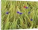 Canvas Prints of corn flowers and field poppy (Papaver rhoeas) - growing amidst barley field from Ardea Wildlife Pets
