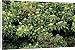 Canvas Prints of ROG-9880 Ivy Flowers - a Hawthorn Haws (Crataegus monogyna) from Ardea Wildlife Pets