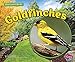 Goldfinches (Backyard Birds)
