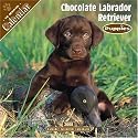 Chocolate Labrador Retriever Puppies 2008 Wall Calendar