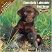 Chocolate Labrador Retriever Puppies 2008 Wall Calendar