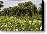A Sea Of Kudzu Vines Takes Canvas Print / Canvas Art - Artist Stephen St. John