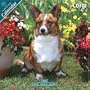 Corgi 2010 Wall Calendar #10031-10
