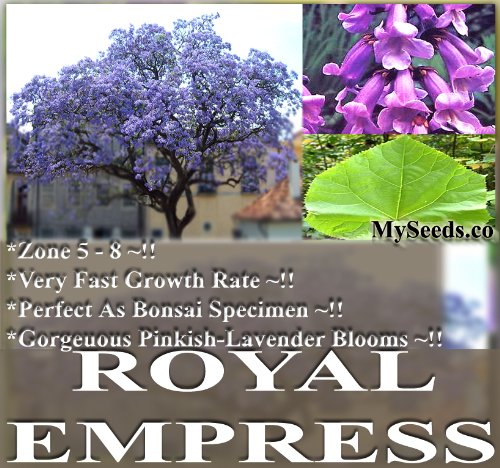 200 Kiri Princess Foxglove Empress Tree Seeds ~ FRESH BONSAI Paulownia tomentosa