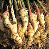 多年生ショウガの種子野菜の種子のショウガの種子バルコニーの果物や野菜 - 100個