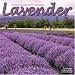 LAVENDER 2010 Wall Calendar #30437-10