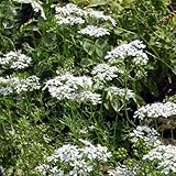 コンパニオンプランツ：コリアンダー3号ポット4株セット[ハーブ苗]