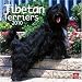 Tibetan Terriers 2010 Square Wall