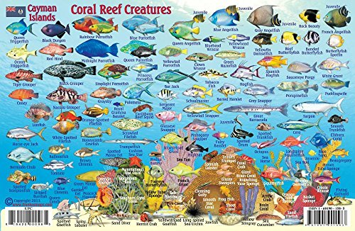 Cayman Islands Dive Map &amp; Reef Creatures Waterproof Fish Card - Want It All