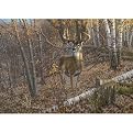 Great Buck Wall Mural