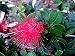 Dwarf Powder Puff Live Plant Calliandra haematocephala