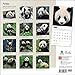 Pandas 2015 Wall Calendar