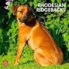 Rhodesian Ridgebacks 2013 Square 12X12 Wall (Multilingual Edition)