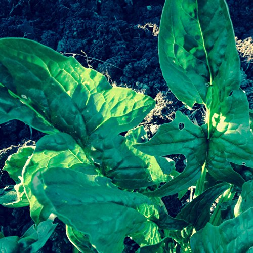 Organic Organic Galilee Spinach Seeds: Non-GMO, Certified Organic Seed Packet Organic Organic Galilee Spinach Seeds: Non-GMO, Certified Organic Seed Packet