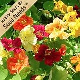 70 Seeds, Nasturtium "Jewel Mixture" (Tropaeolum majus) Seeds By Seed Needs