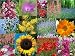 15 Packs of Flower Seeds - inc cosmos, stocks, marigold and more