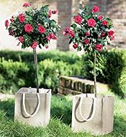 Pair of Rose Trees