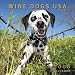 Wine Dogs USA 2008 Calendar Volume One