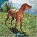 Vizsla 2010 Wall Calendar #10090-10