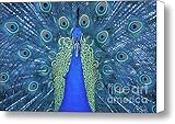 IMAGE OF Proud Peacock Canvas Print / Canvas Art - Artist Sandra Bronstein