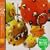 ORANGE FUNKY RADIO