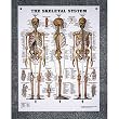 Nasco Skeletal System Chart - Model SB06144U - Each