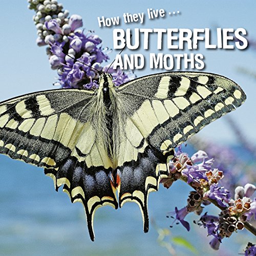 How they live... Butterflies and Moths: Learn All There Is to Know About These Animals!