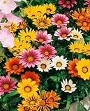 Daybreak Mix Gazania Seeds - Gazania splendens, G.rigens - .2 Grams - Approx 35 Gardening Seeds - Flower Garden Seed
