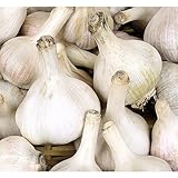 国華園　ニンニク種球　霧島ニンニク　1kg