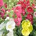100 Seeds, Hollyhock "Single Blend" (Alcea rosea) Seeds By Seed Needs