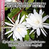 月下美人(クジャクサボテン・ゲッカビジン) 3号鉢・苗 ２株セット【人気の多肉植物】