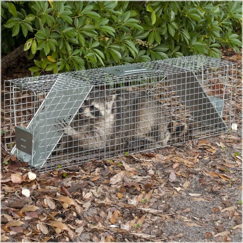 Havahart 1050 Live Animal TwoDoor Large Raccoon and Opossum Cage Trap
