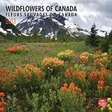 Wildflowers Of Canada/Fleurs Sauvages Du Canada 2013 Square