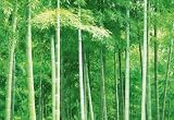 Platin Art Wall Mural Deco Wall, Bamboo, 8-Feet 4-Inch by 12-Feet Platin Art Wall Mural Deco Wall, Bamboo, 8-Feet 4-Inch by 12-Feet